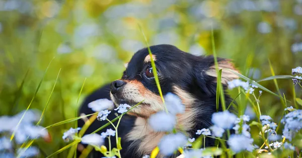 Långhårig chihuahua hunden — Stockfoto