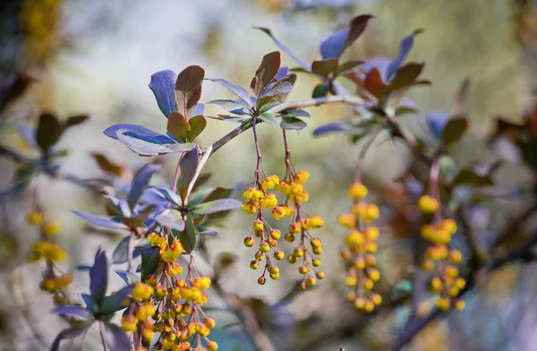 Berberis thunbergii цветы в весеннем саду — стоковое фото