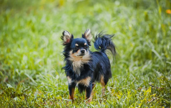 Long-hair Chihuahua dog — Stockfoto