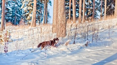 Husky köpek portre