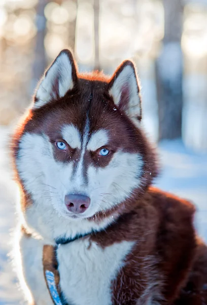 Husky psa portrét — Stock fotografie