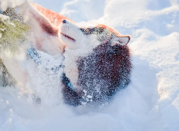 Husky köpek portre — Stok fotoğraf