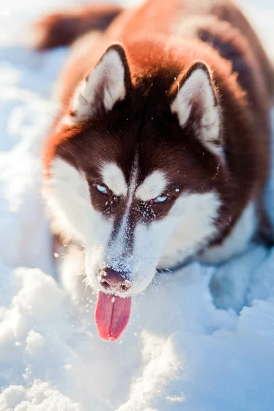 Husky kutya portré — Stock Fotó