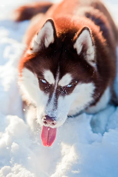 Husky cão retrato — Fotografia de Stock