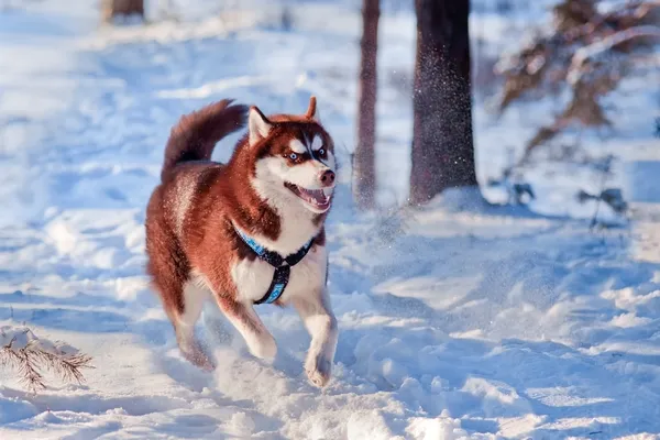 Husky dog portrait — Stock Photo, Image