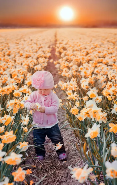 Little girl in narcissus field — Stock Photo, Image