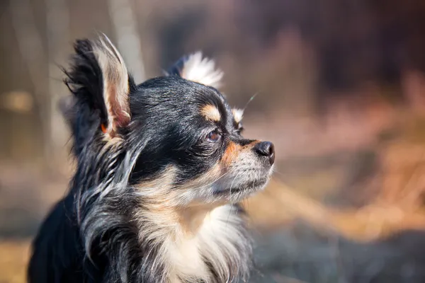 Chihuahua dog — Stock Photo, Image