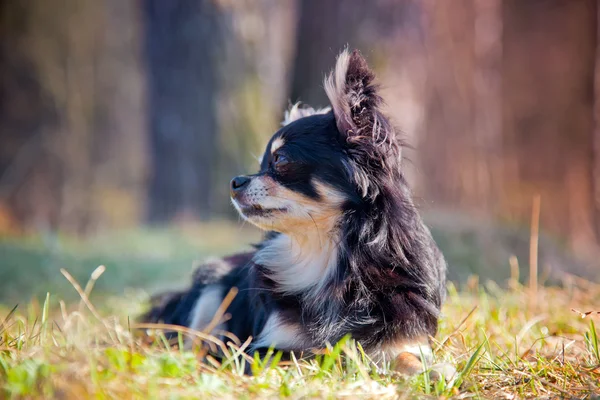 Σκυλί Chihuahua — Φωτογραφία Αρχείου