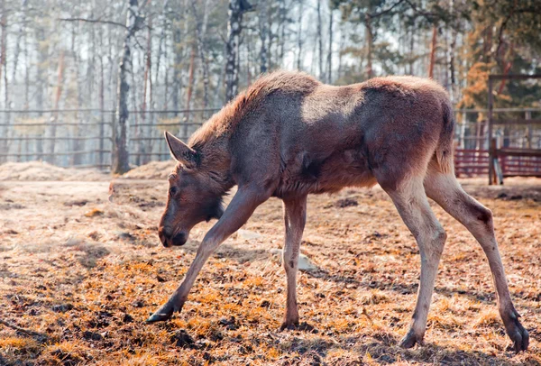 Female Eurasian elk — Stock Photo, Image