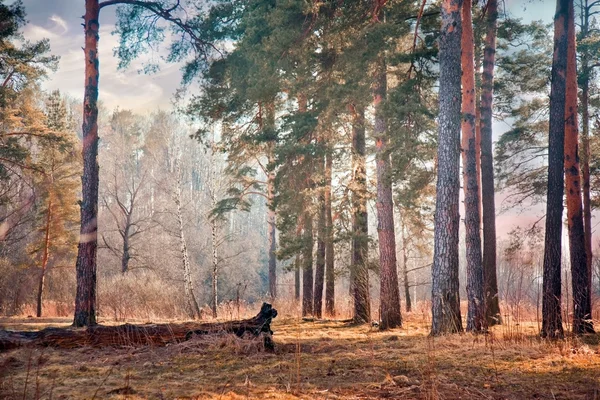 Floresta Primavera — Fotografia de Stock