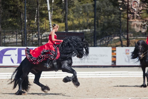 Demonstration performance - Tango on the Friesian horse of HBF "Kartsevo" — Stock Photo, Image