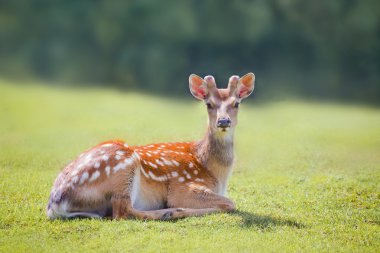 The spotted deer clipart
