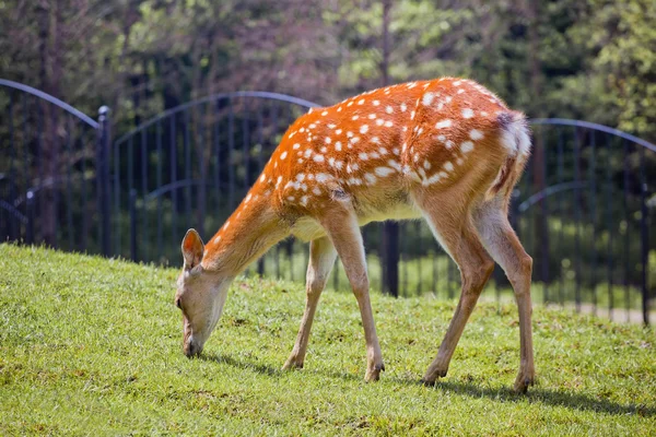 The spotted deer — Stock Photo, Image
