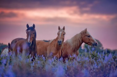 Horses in flowersfield at sunrise clipart