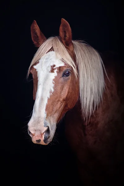 Palomino paard portrai — Stockfoto