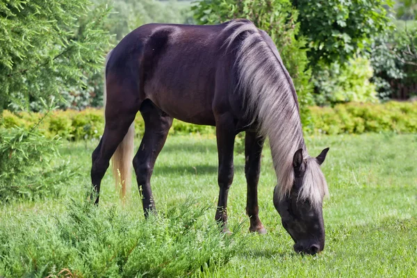 Silver-black stallion — Stock Photo, Image