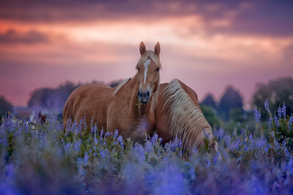 Рorses in flowersfield at sunrise