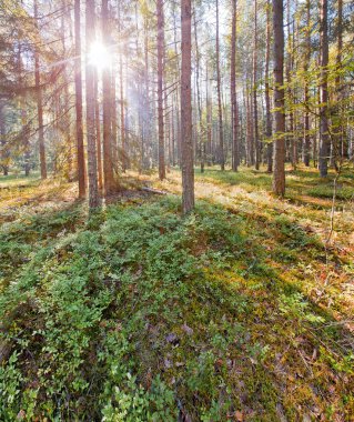 Rusya Kuzey Milli Parkı