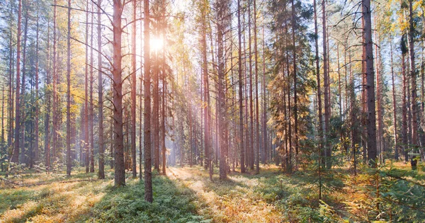 ロシアの北の国立公園 — ストック写真