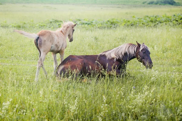 Cavallo nero argento con il puledro — Foto Stock