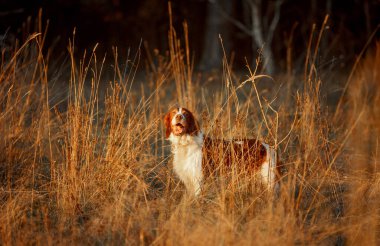 İngiliz avcısının güzel genç bayanı sonbahar parkında Knabstrupper atı ve İrlandalıyla stil sahibi olur.