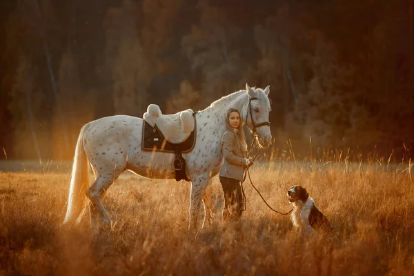 Mulher Bonita Estilo Desgaste Caçador Inglês Com Cavalo Knabstrupper Setter — Fotografia de Stock