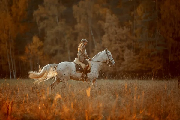 Beautiful Young Woman English Hunter Wear Style Knabstrupper Horse Irish — Stock Photo, Image