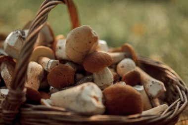 Bir sepet orman mantarı (porcini, boletus, huş ağacı boleti))