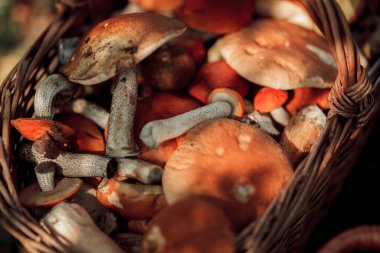 Bir sepet orman mantarı (porcini, boletus, huş ağacı boleti))