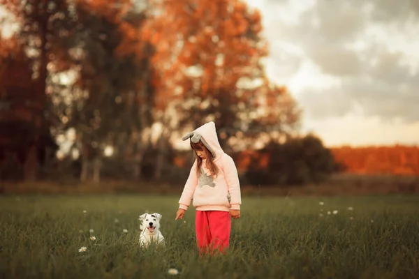 夕暮れ時にジャック ラッセル テリアの犬と畑を歩く少女 — ストック写真