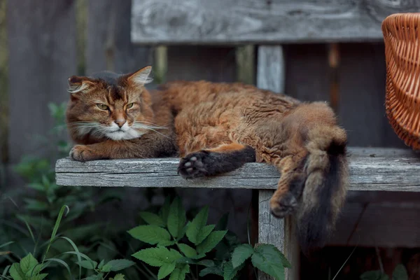 Rudy Somalí Gato Sentado Viejo Banco Madera Día Verano — Foto de Stock