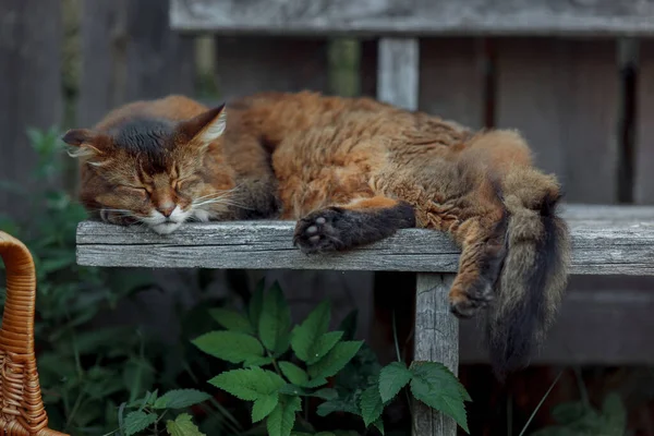 Rudy Somalische Katze Sitzt Einem Sommertag Auf Einer Alten Holzbank lizenzfreie Stockfotos