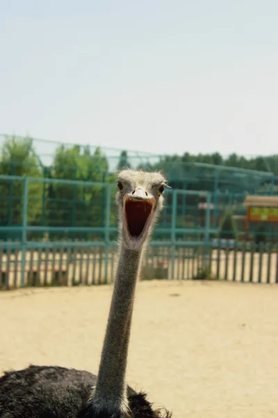 Een struisvogel is boven de grond in een dierentuin Rechtenvrije Stockafbeeldingen