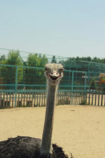 Lachende struisvogel Stockfoto