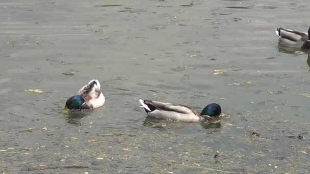 Ducks swim in dirty water — Stock Video