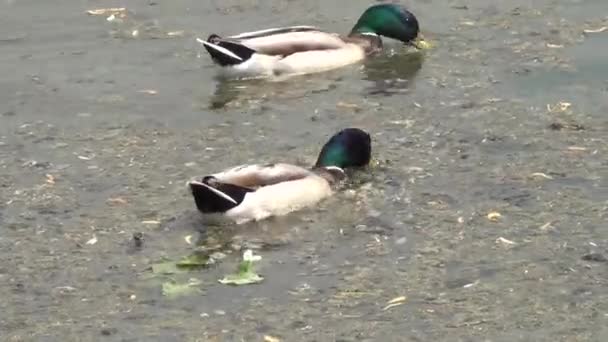 Ducks swim in dirty water — Stock Video
