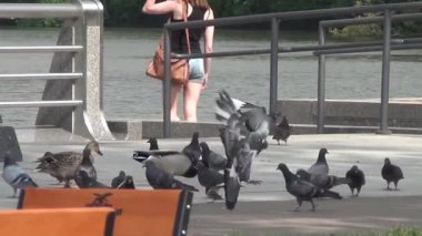 ördek ısıtılır ve kaldırımda temizlenir