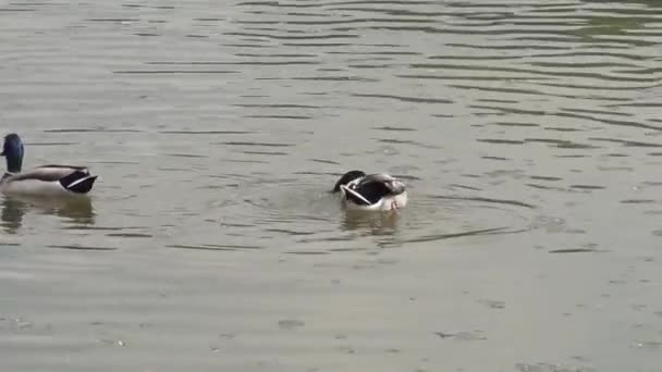 Ducks swim in very dirty water — Stock Video