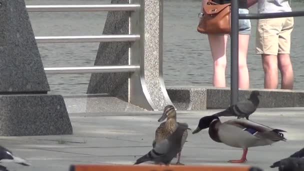 Ducks are heated and cleaned on the sidewalk — Stock Video