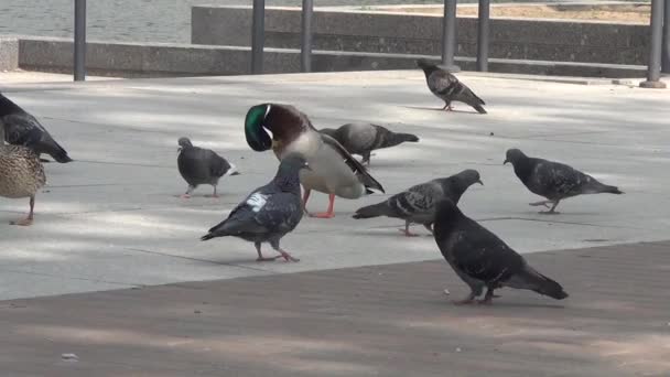 Ducks are heated and cleaned on the sidewalk — Stock Video