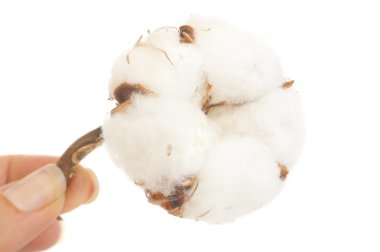 el Pamuk bitki tutarak