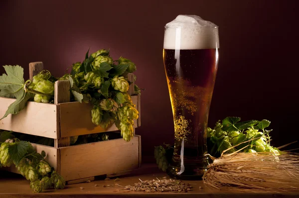 Still life with beer and hops. — Stock Photo, Image