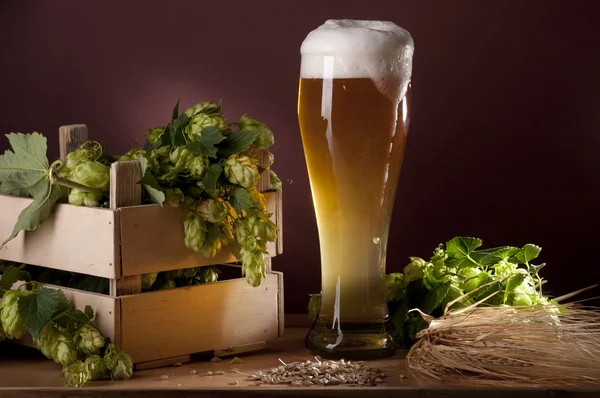 Still life with beer and hops. — Stock Photo, Image