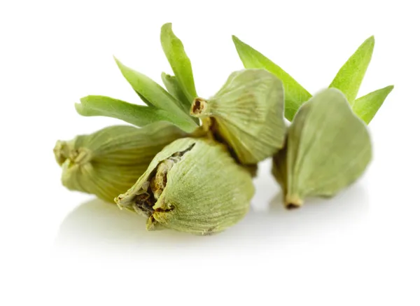 Cialde di cardamomo verde — Foto Stock