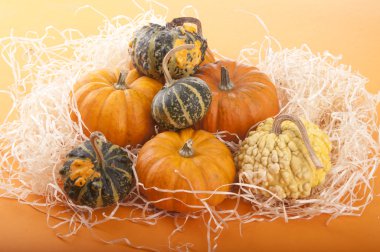 Balkabağı Arkaplanı