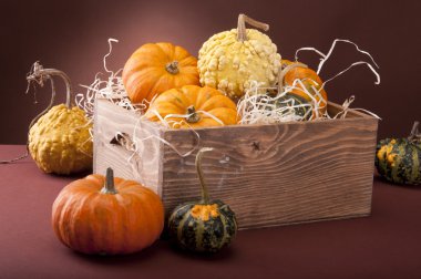 Balkabağı Arkaplanı