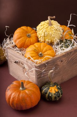 Balkabağı Arkaplanı