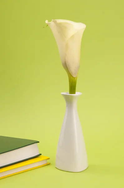 Calla Lilie in der Vase — Stockfoto