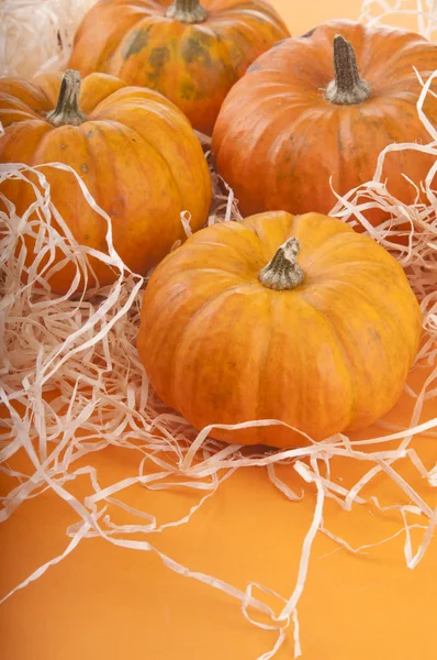Pumpkin background — Free Stock Photo