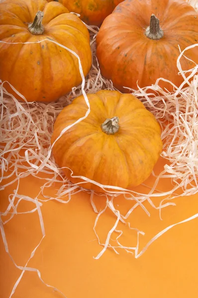 Pumpkin background — Stock Photo, Image